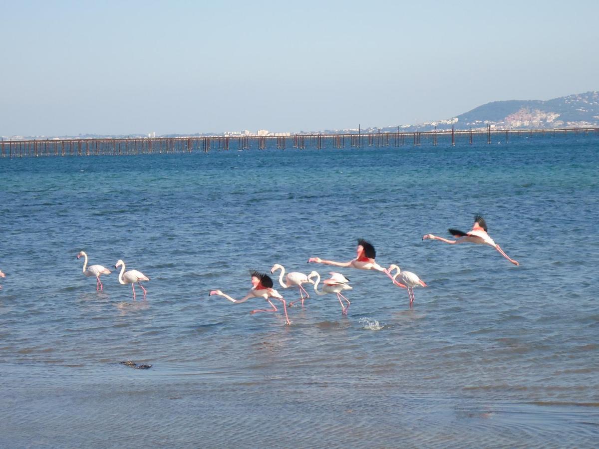 Au Bord De Thau Bed & Breakfast Marseillan  Exterior photo